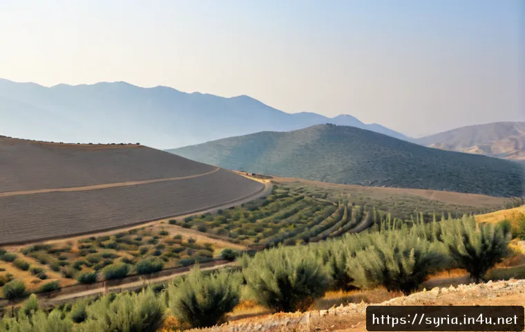 Home 15 시리아의 날씨와 기후 - Photorealistic wide landscape of Syria’s semi-arid climate, golden olive groves and dry rolling hill...